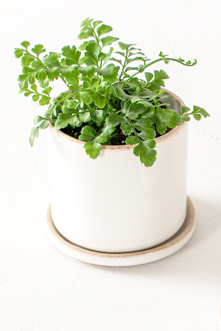 Convivial Minimal Planter