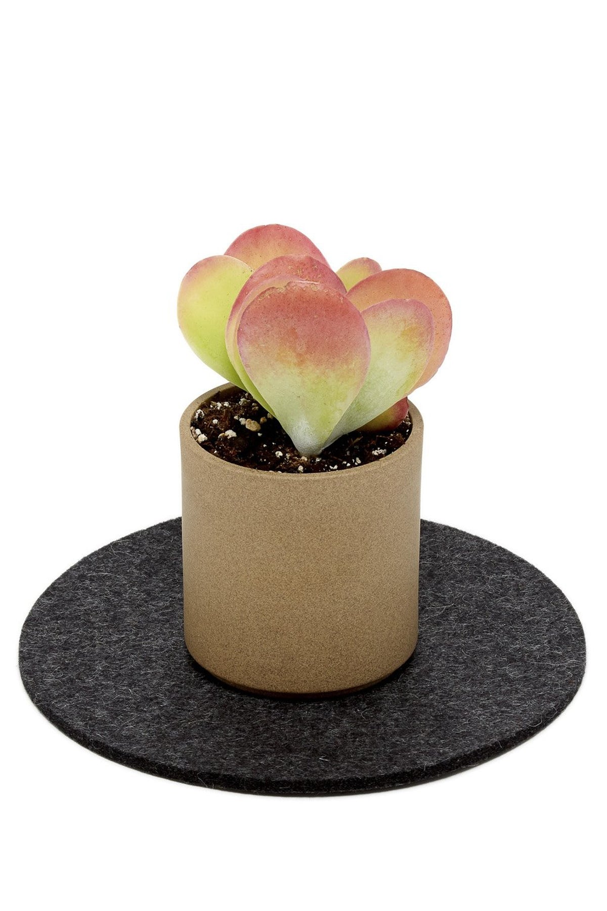 Graf Lantz Round 8&quot; Trivet