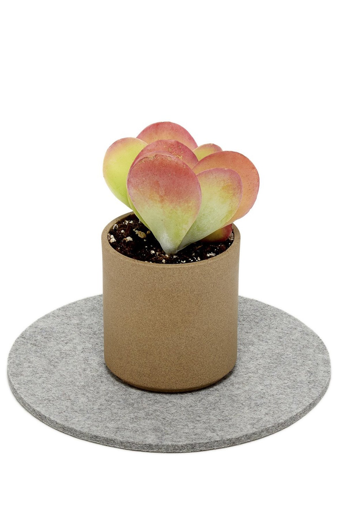 Graf Lantz Round 8&quot; Trivet
