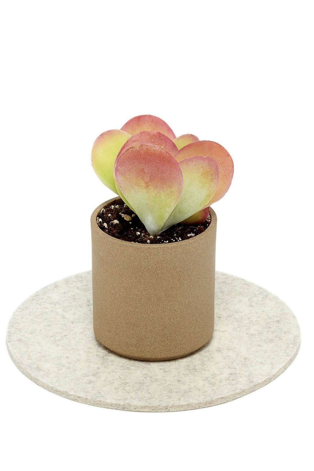 Graf Lantz Round 8&quot; Trivet