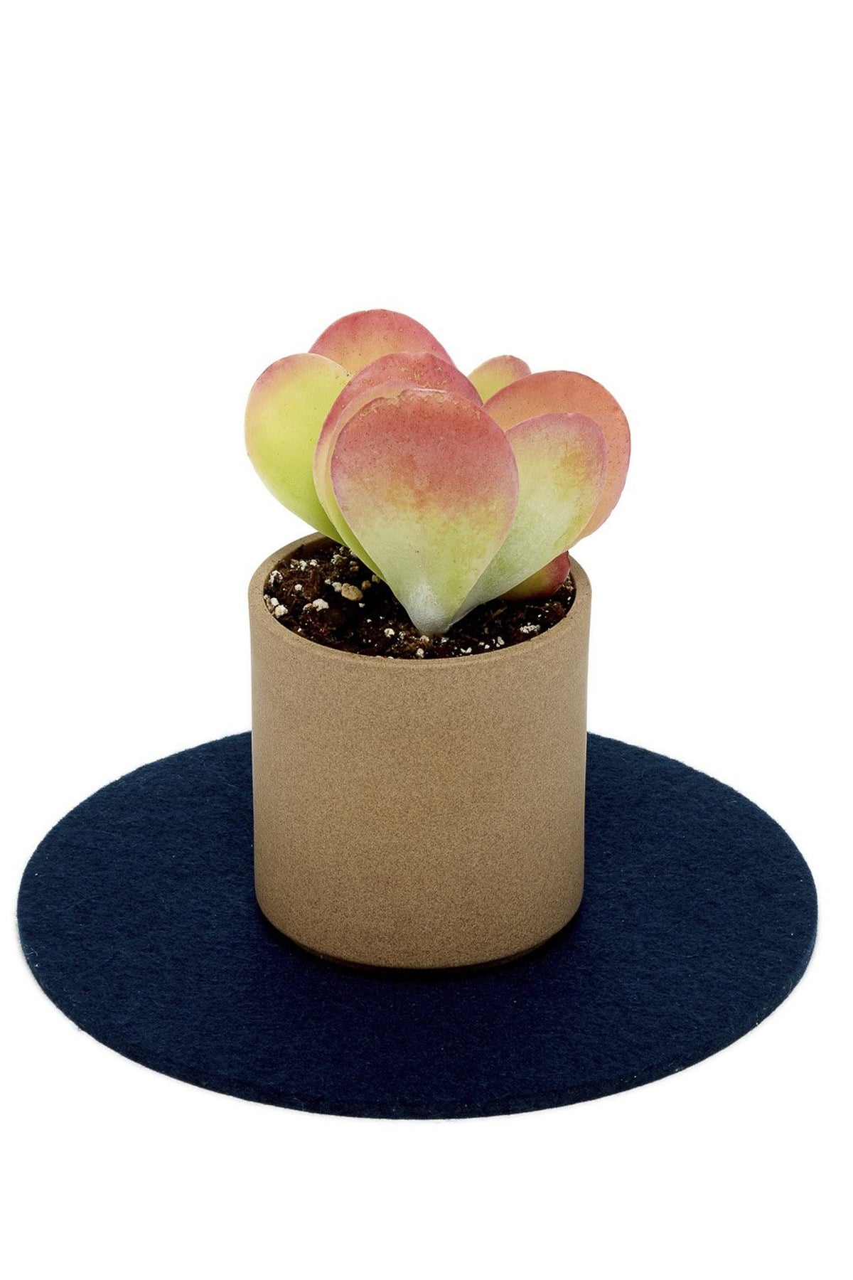Graf Lantz Round 8&quot; Trivet